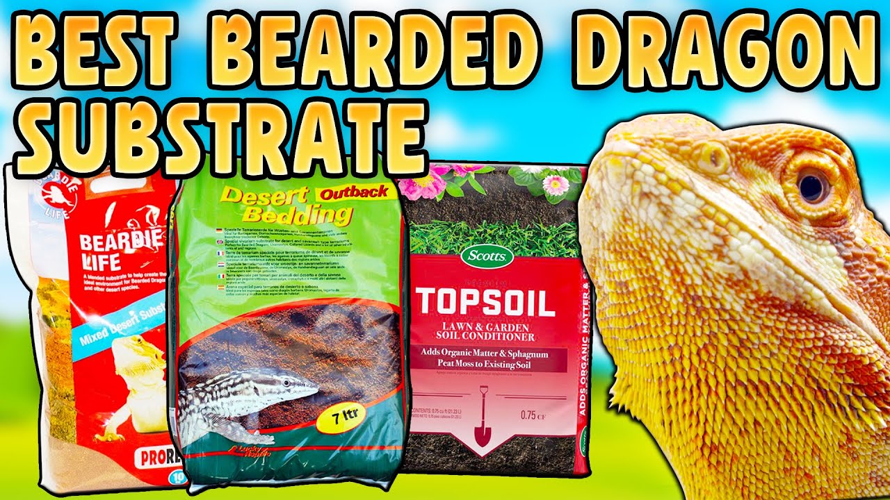 Bearded Dragon Substrate Guide!
