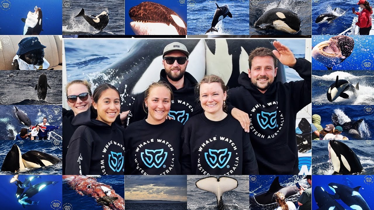 Bremer Bay Orca Season 2025