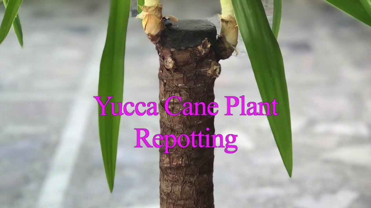 Repotting Yucca Cane