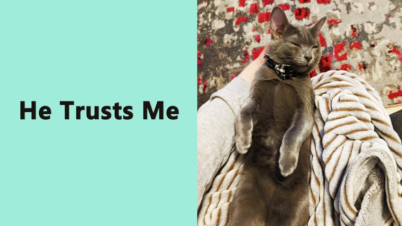 50 Times Animals Looked So Cozy Napping, People Just Had to Snap a Pic!