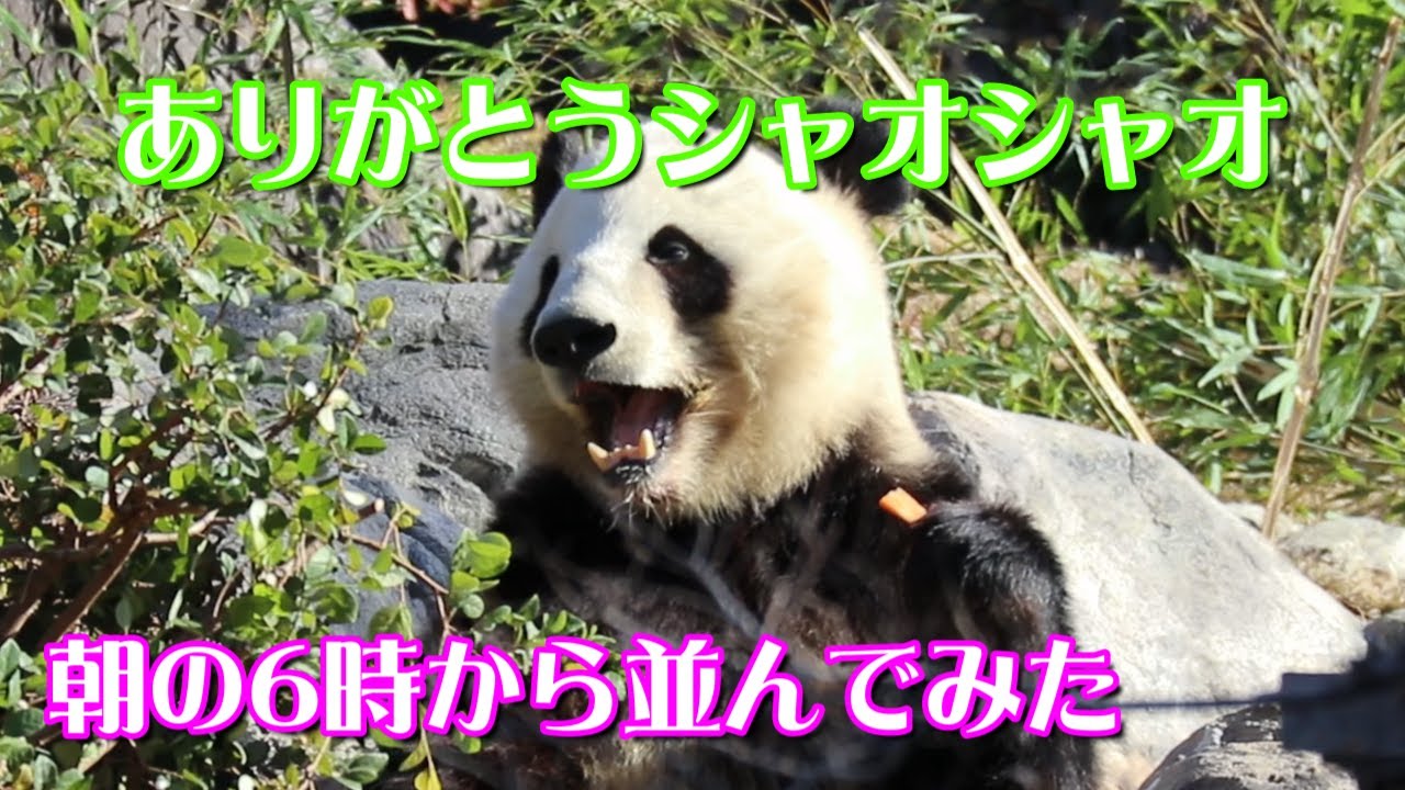 ありがとうシャオシャオ  朝の6時から並んでみた🐼 ~上野動物園通信~