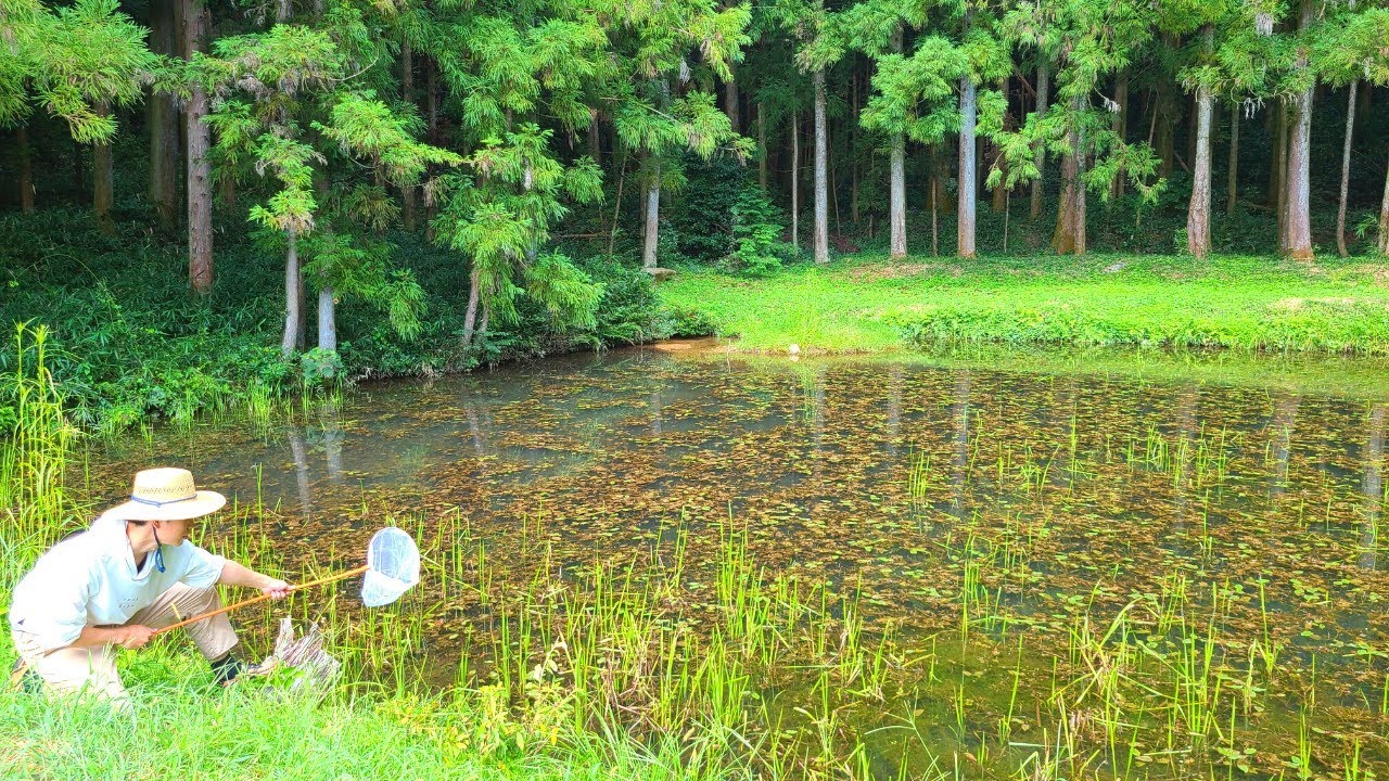美しすぎる池でガサガサしたら「激レア生物」と「居てはいけない生物」を捕獲！？