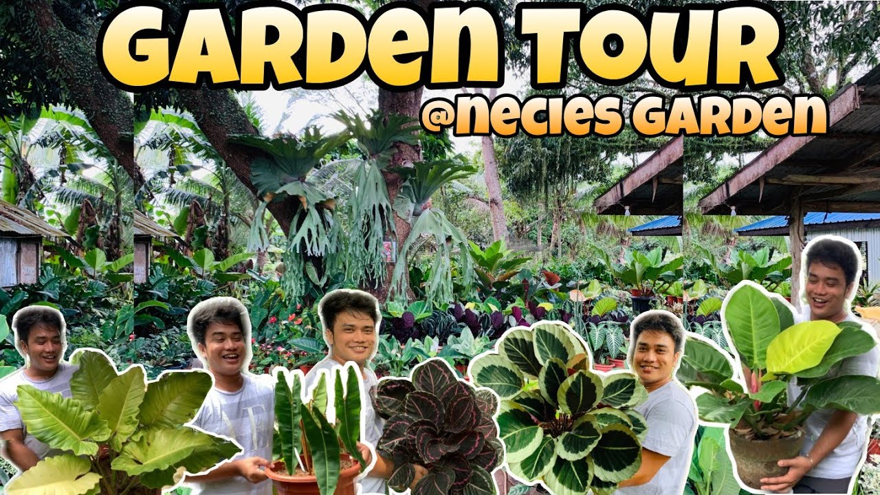 GARDEN TOUR | WELCOME PO SA AMING GARDEN | @NECIE'S GARDEN | GRABI ANG MGA PHILODENDRONS, GIANTS NA!