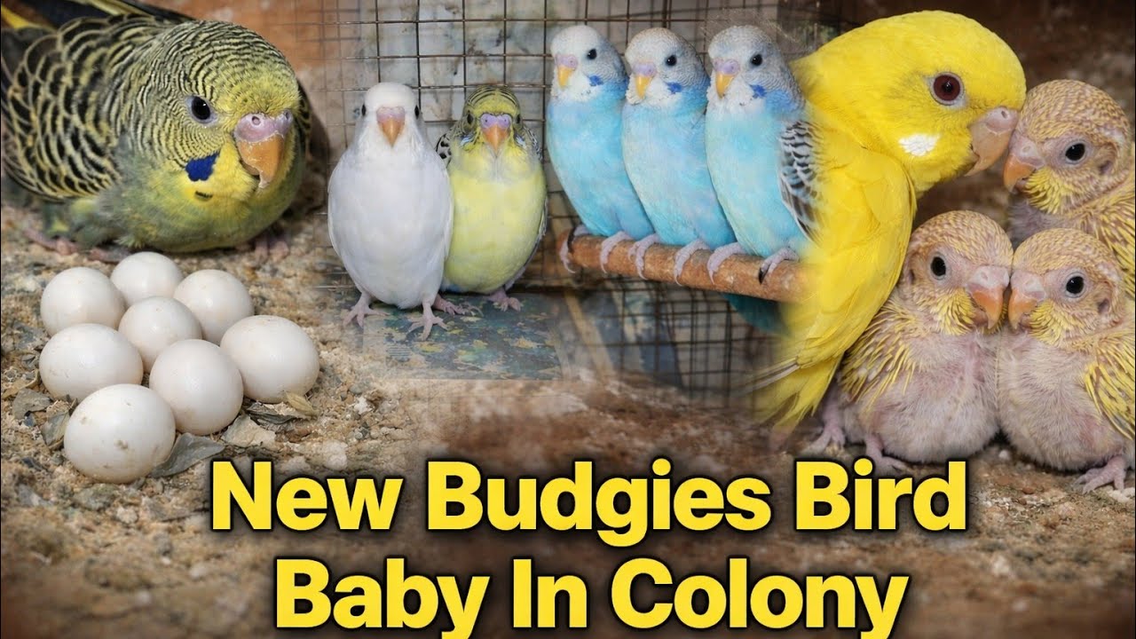 New Budgies Bird Baby In Colony 🐣🐦#BudgieBaby #BudgieBreeding #BudgieBird #BirdLovers #BudgieCare