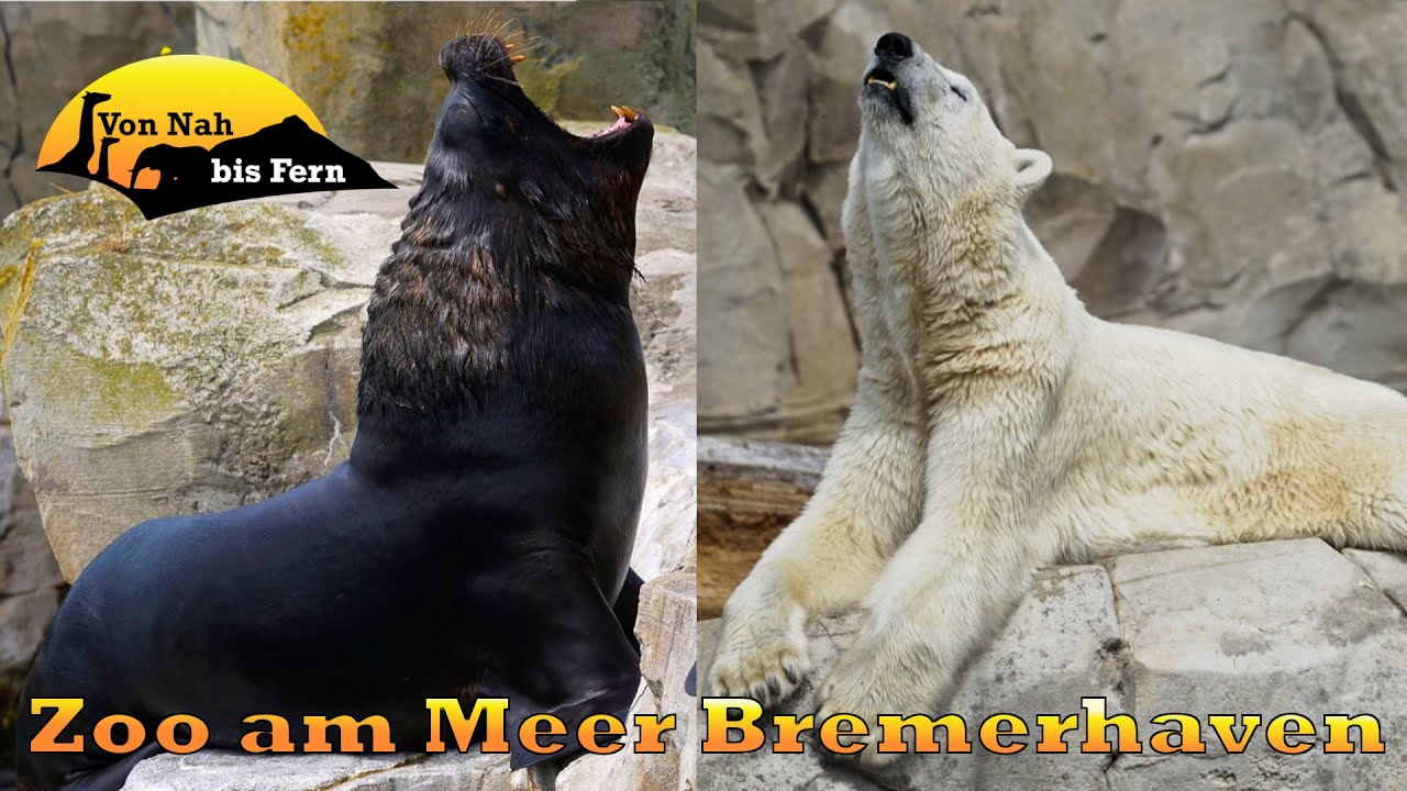 Zoo am Meer Bremerhaven Review 4k - Kleiner Zoo ganz groß? - Von Nah zum Zoo