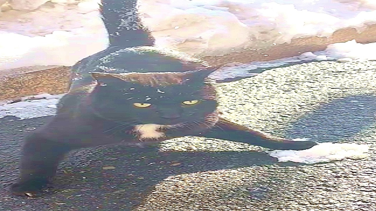 These cats are weird