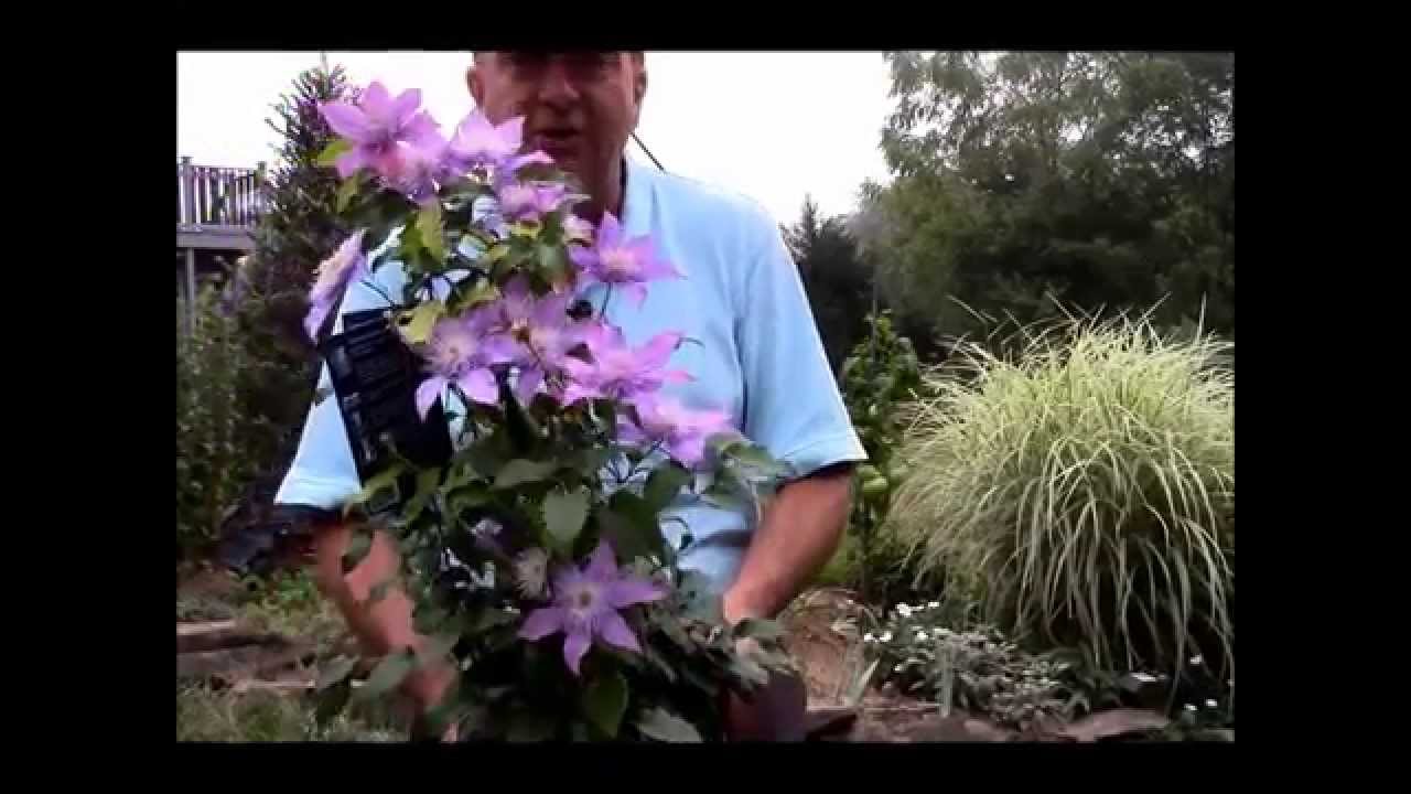 The Secret of GREAT Gardens - Why Fall is a Wonderful Time for Planting Clematis