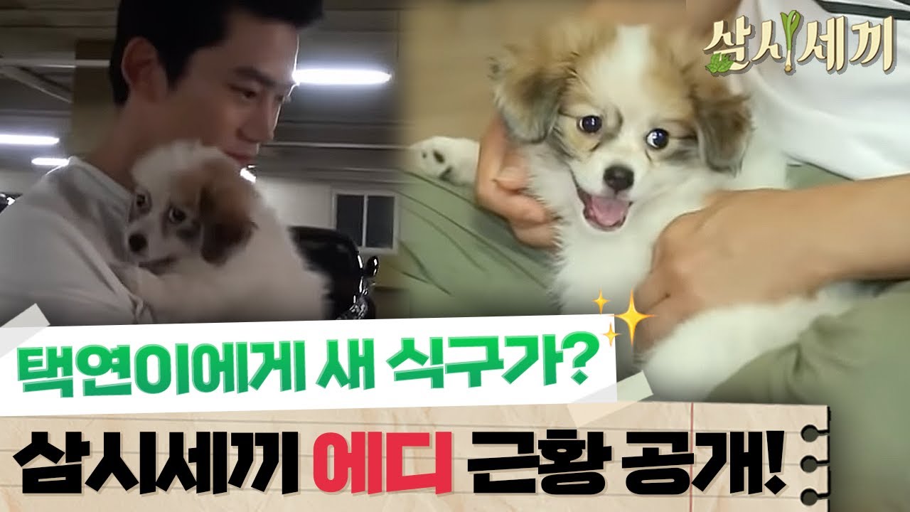 [#삼시세끼정선편] 택연이와 함께 나타난 에디?! 삼시세끼 강아지 에디의 근황🐶