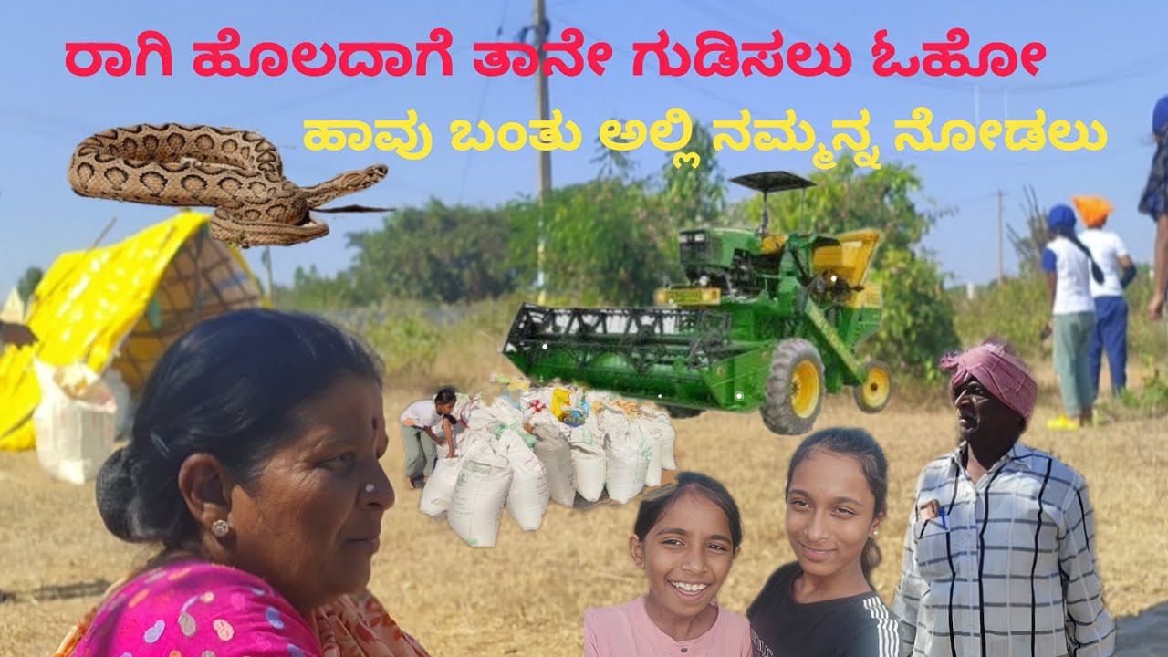 ನಾವು ಇವತ್ತು ನಮ್ಮ ರಾಗಿ ಹೊಲನ ಕುಯ್ಯುತ್ತಾ ಇದ್ದೀವಿ / today we cutting our ragi crops