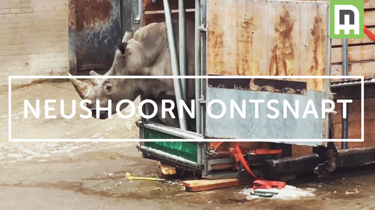 Dierenpark Emmen | Rhino breaking out