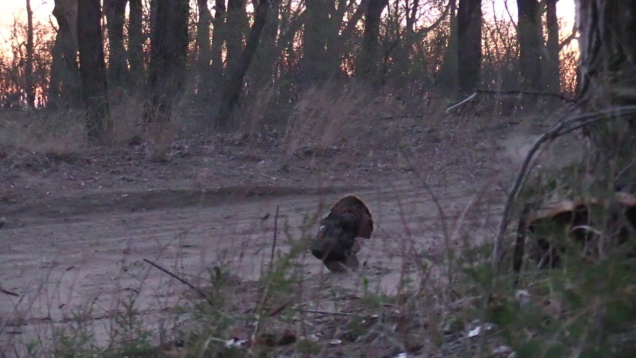 At the Ranch: Roost vs Late Morning Turkey Hunting
