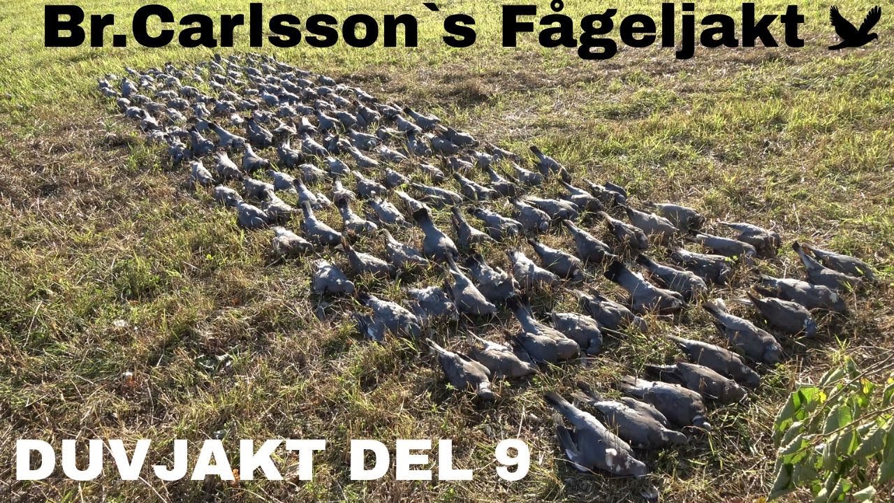 Duvjakt Del 9.  (Pigeon hunting)