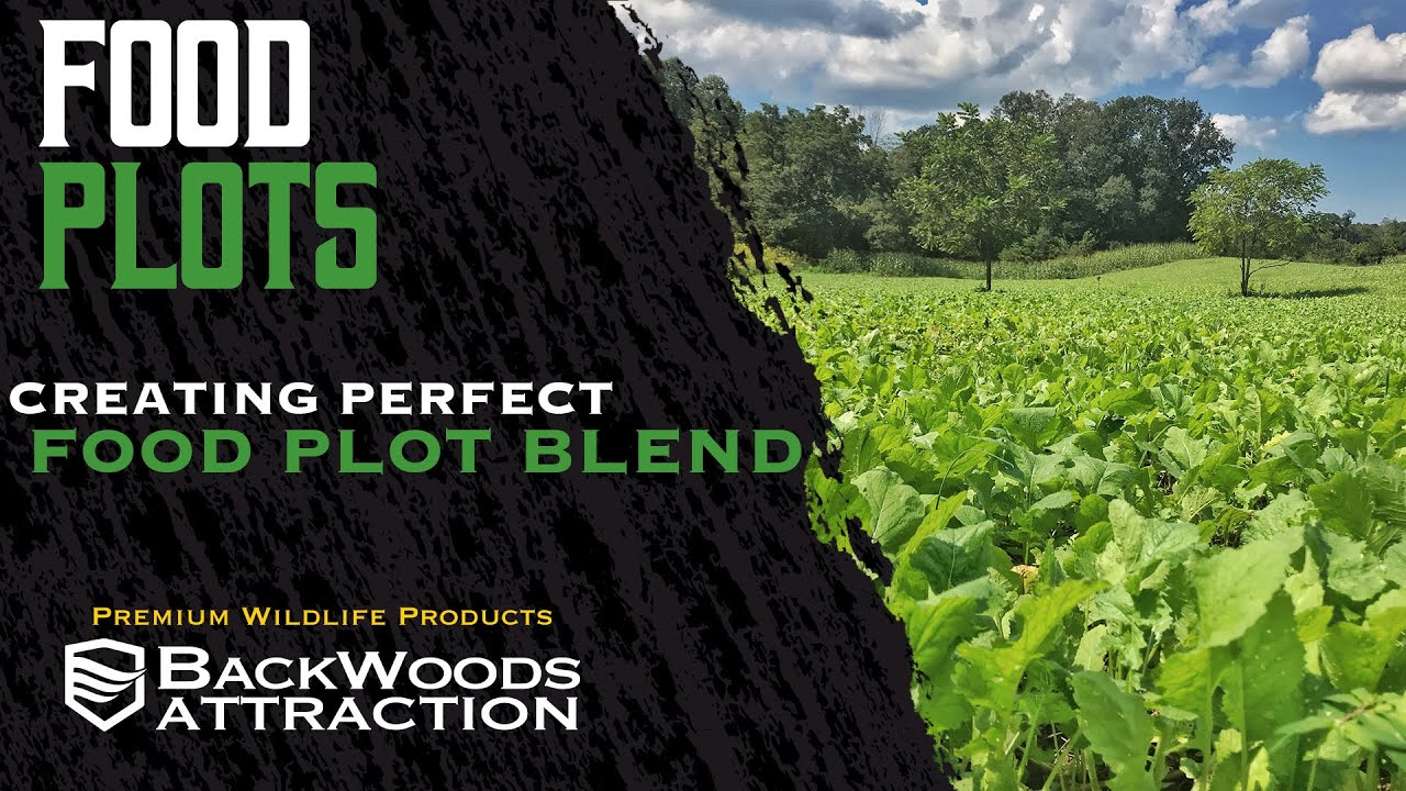 Choosing a Food Plot Blend that will produce great food for Multiple Hunting Seasons!
