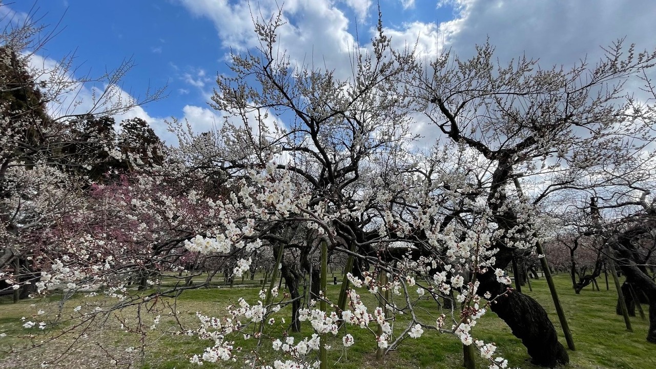 偕楽園に行ったけど、梅の開花はちょっとまだ早かった。だらだら散歩動画。（水戸市）