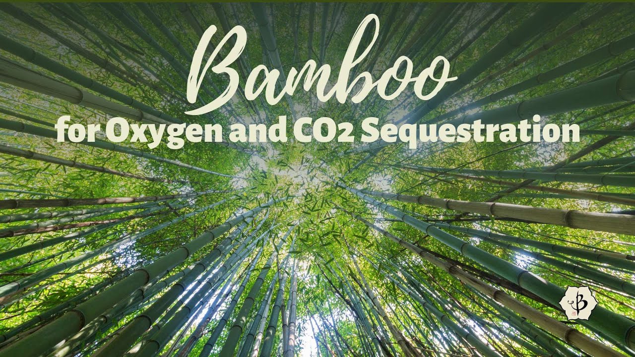Bamboo for Oxygen and Carbon Sequestration