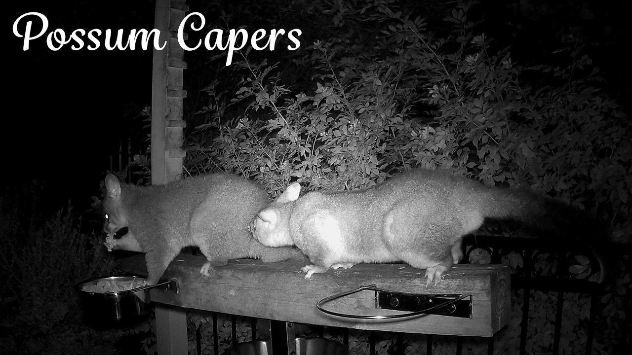 Mommy and Gentle Shy-Guy