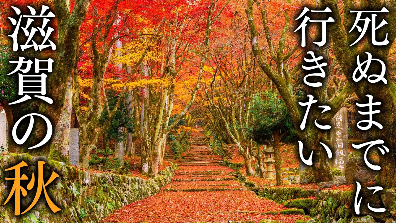 【長浜市編】秋に行きたい滋賀県の紅葉名所7選 - Japan in 8K