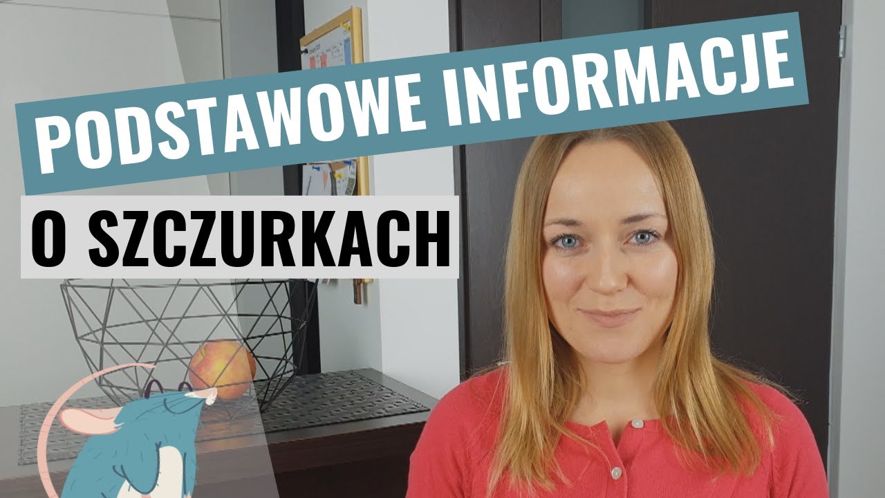 Co musisz wiedzieć, zanim kupisz szczura | Szczuromania #1