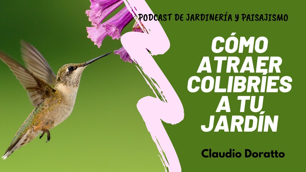 Cómo ATRAER HERMOSOS COLIBRÍES a tu jardín