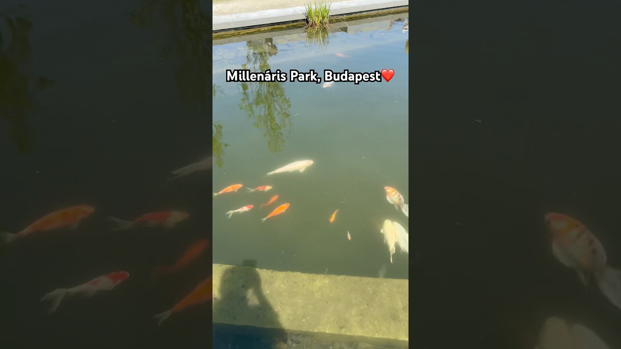 Sparkling Pool and Colorful Fish in Sunny Millen&aacute;ris Park, Budapest