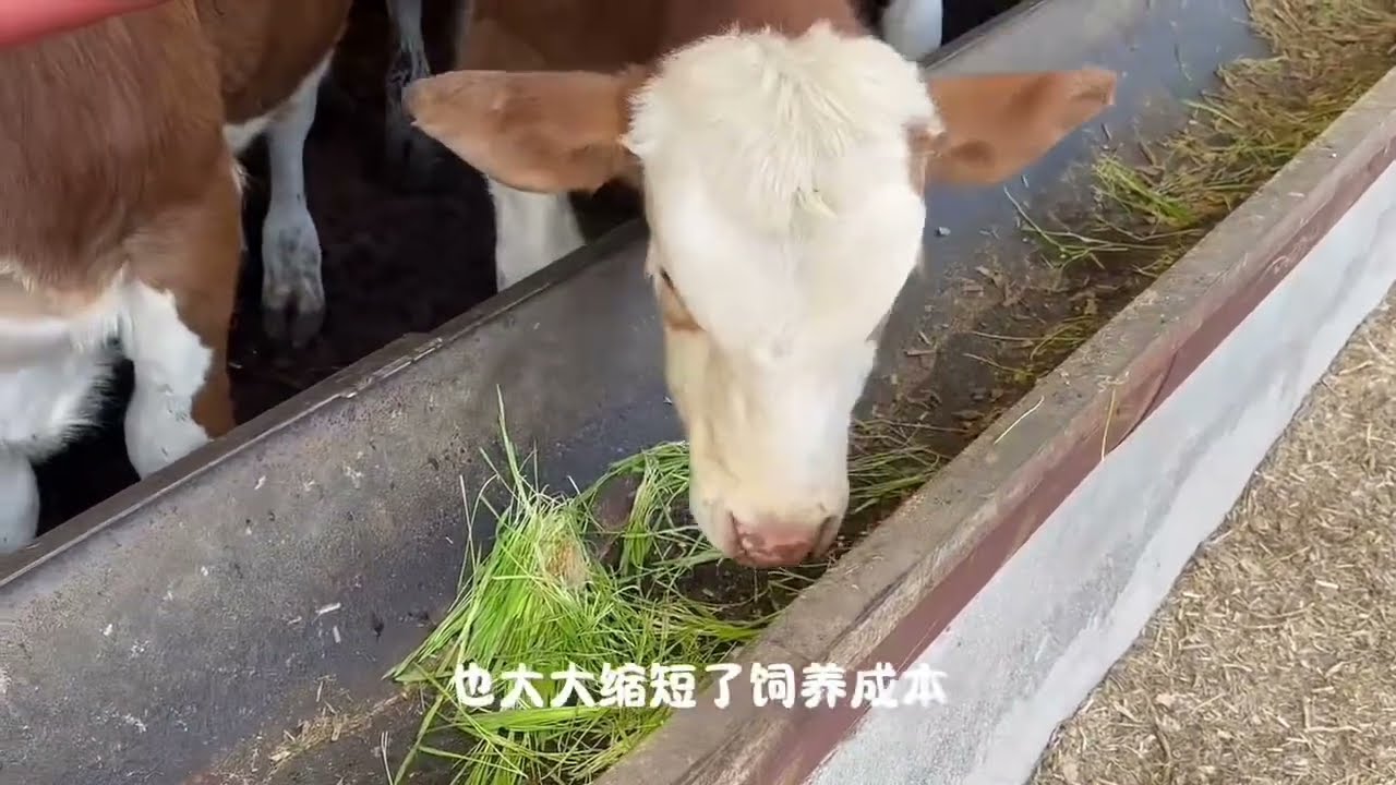 Maximizing Livestock ROI with Automated Hydroponic Fodder Systems 🌾 | Professional AgTech Solutions