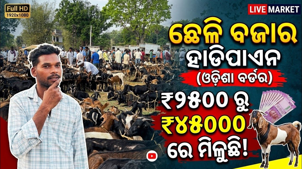 ହାଡ଼ିପାଏନ ଛେଳି ବଜାର 🐐 ୧୦ ଲକ୍ଷ ଦେଖିଲି || HADIPANI CHELI BAZAR || 10 Lakh Show || #hadipani