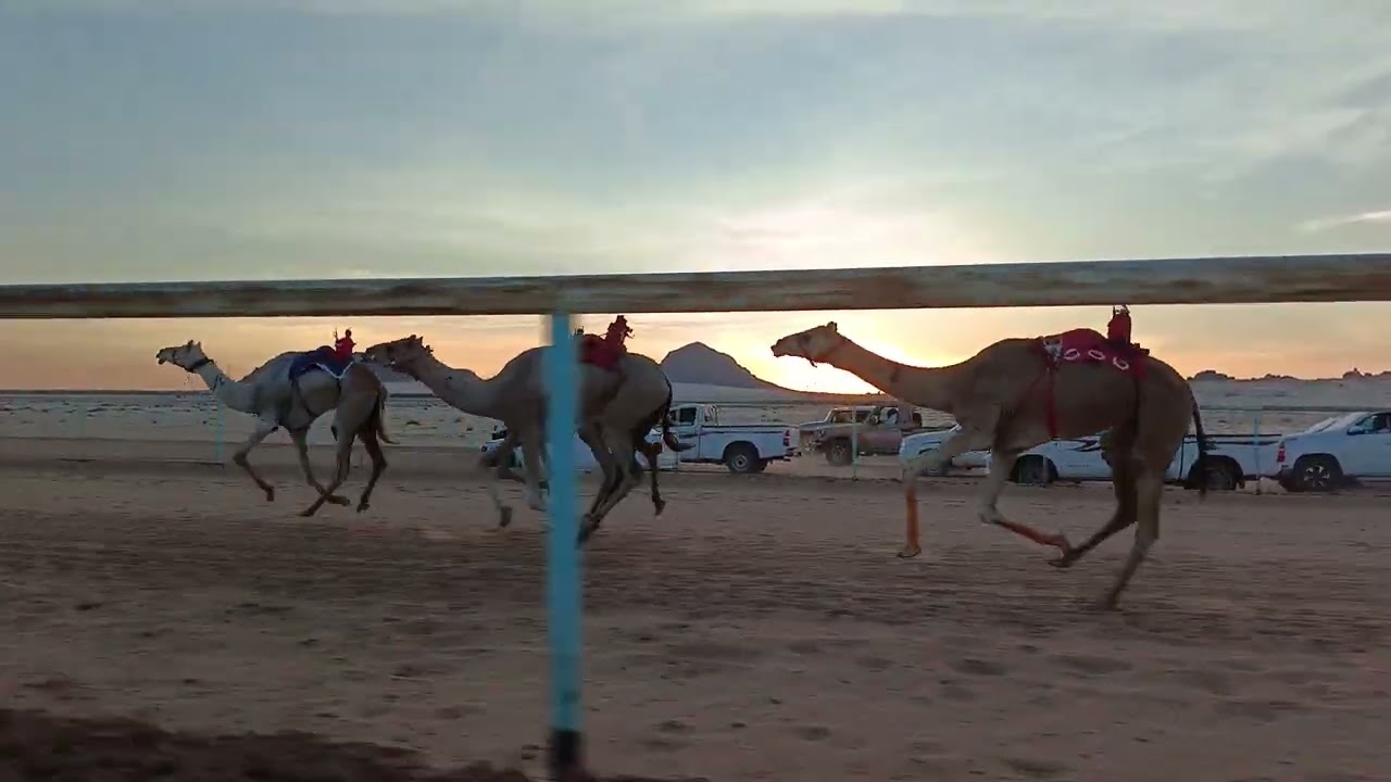  سيوف لـ عبدالله فالح البلوي