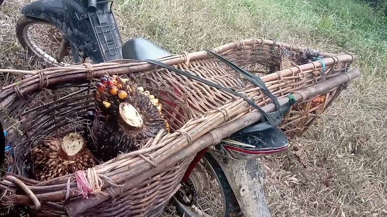 Manen Sawit #anakdesa #anaktanibt #keseharian 