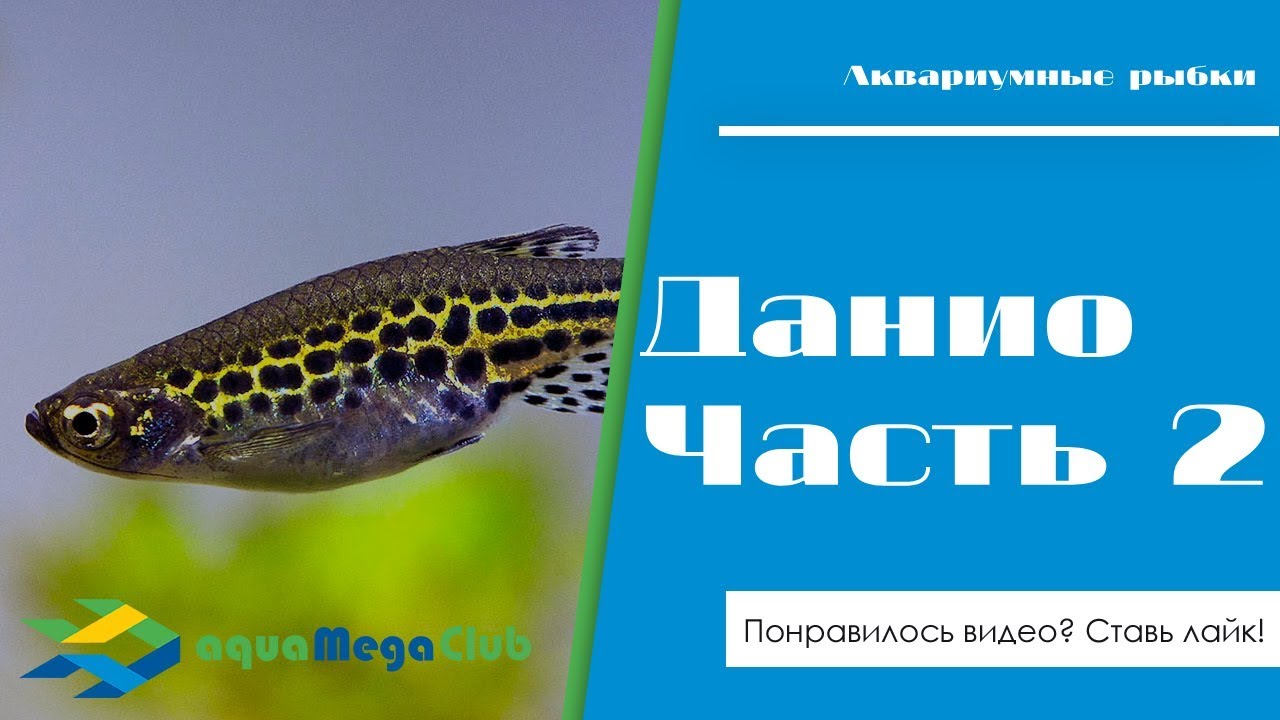 Данио - малабарский, жемчужный, Хикари, Йома, изумрудный, ассаменсис, Тинвини, усатый, гло