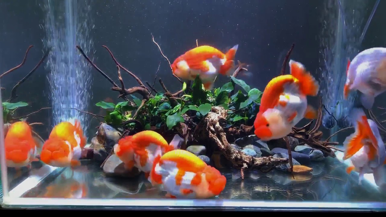 Goldfish kingdom 👑 oranda & ranchu