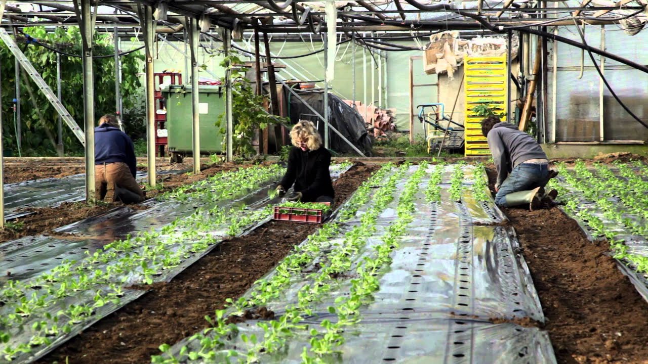 Les &eacute;pinards : comment sont-ils produits?