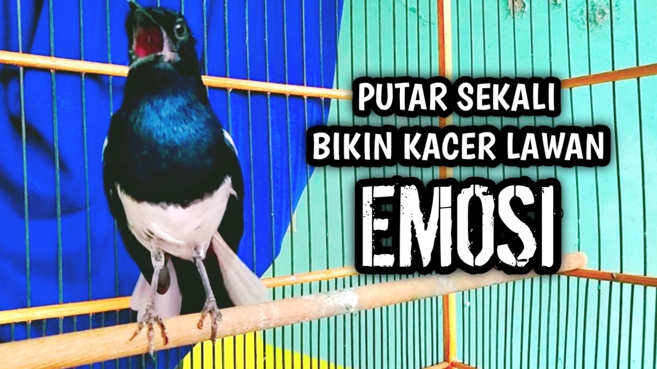 PUTAR SEKALI BIKIN KACER LAWAN EMOSI !! PANCINGAN KACER GACOR PASTI NYAUT AMPUH.