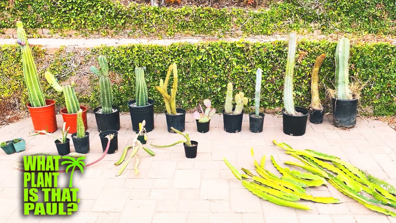 NEW Awesome DRAGON FRUIT,  APPLE CACTUS, SELENICEREUS and MORE
