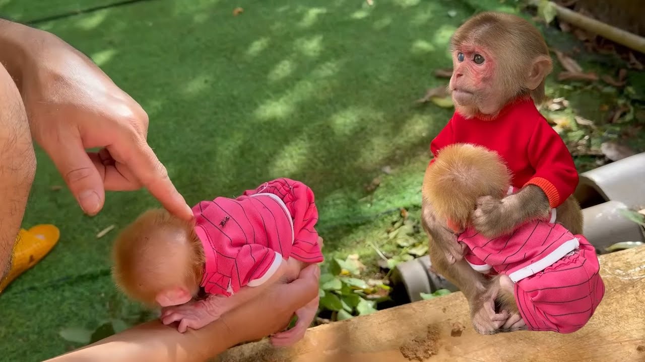 She Got Into BIG Trouble While Climbing… Monkey Baby Rushed to Find Dad! 😲🐒