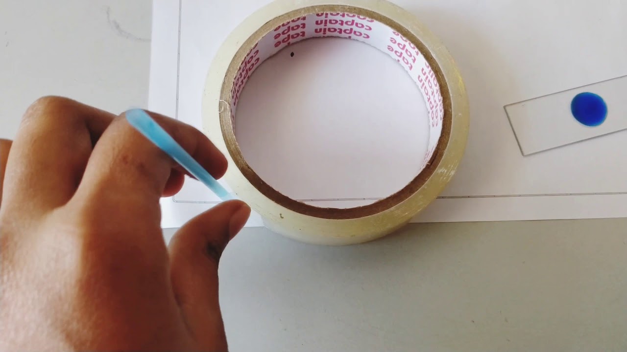 fungal staining with cellulose tape | staining of fungai with tape