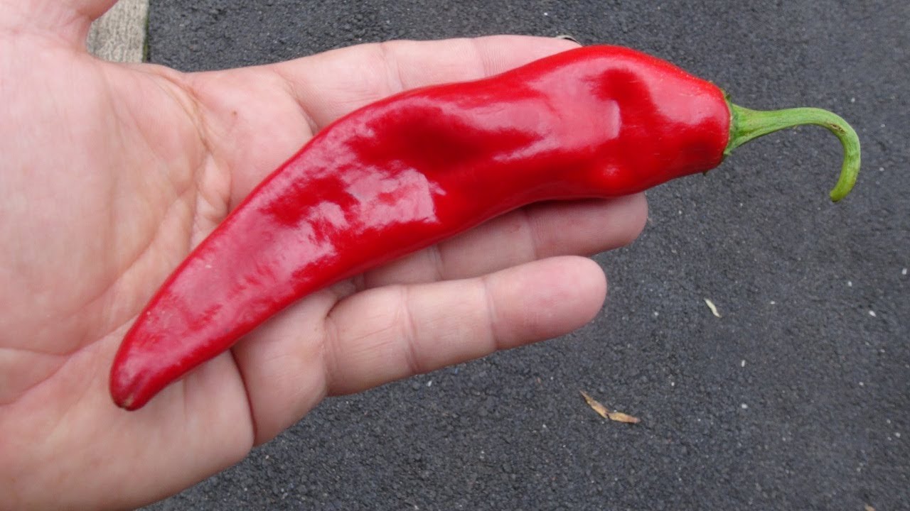⟹ Guajillo Pepper | Capsicum annuum | Pod Review