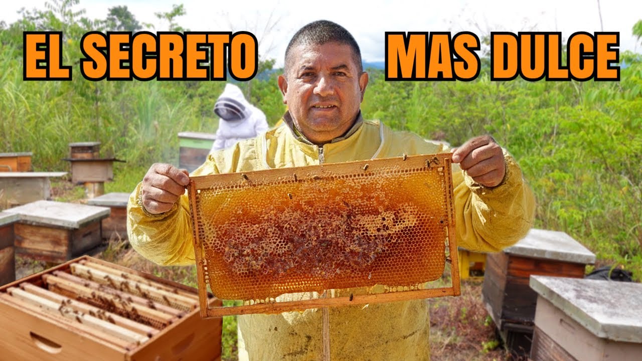 De 2 a 70 colmenas: cómo logré un dulce éxito con mis abejas (Daniel Villacrés)