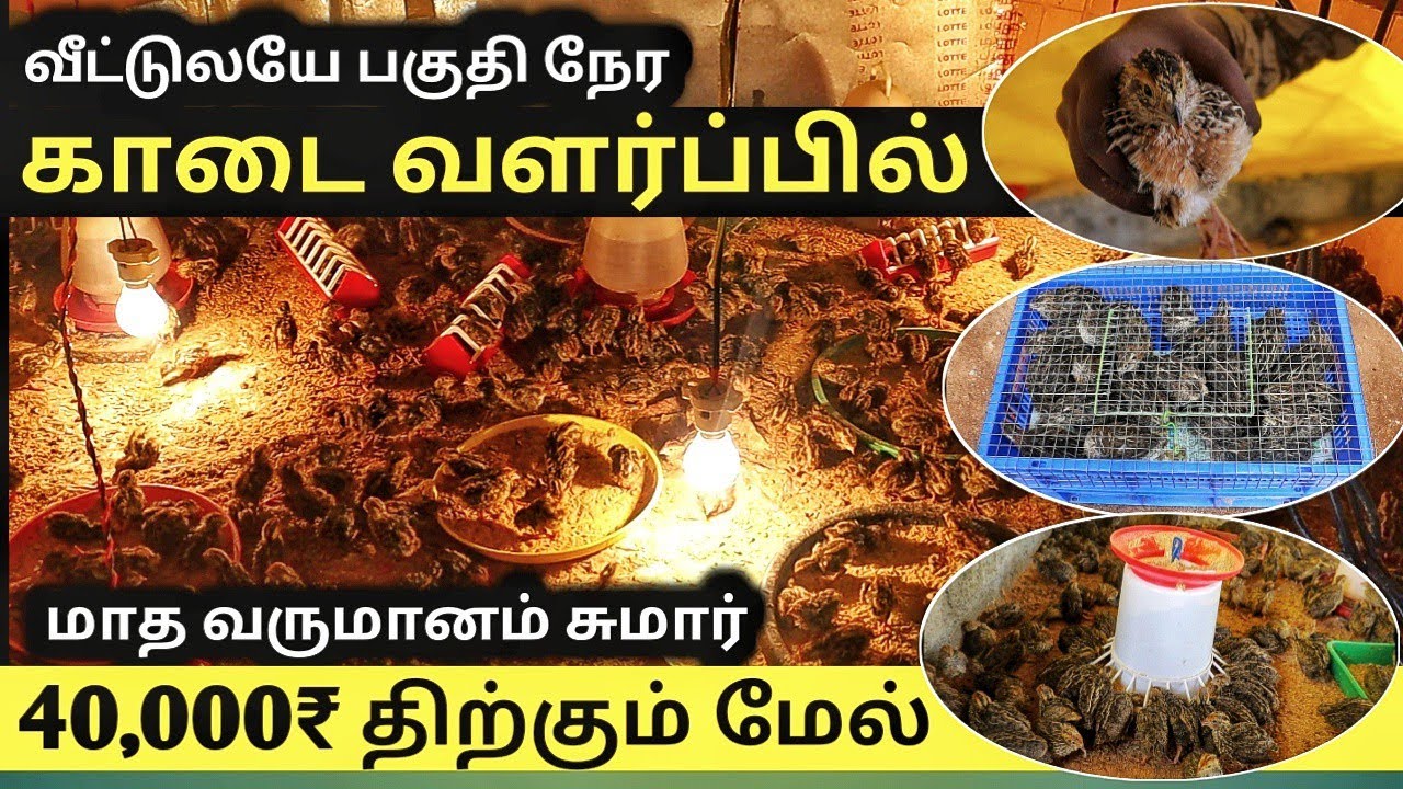 வீட்டிலேயே பகுதி நேர காடை வளர்ப்பில் மாதம் 40000 வருமானம் | quail farming in tamil | uzhavan magan