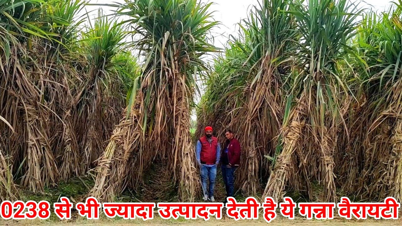 पूरे उत्तर प्रदेश में इस साल इस वैरायटी ने मचाया भोकाल। #farming #agriculture #sugarcane