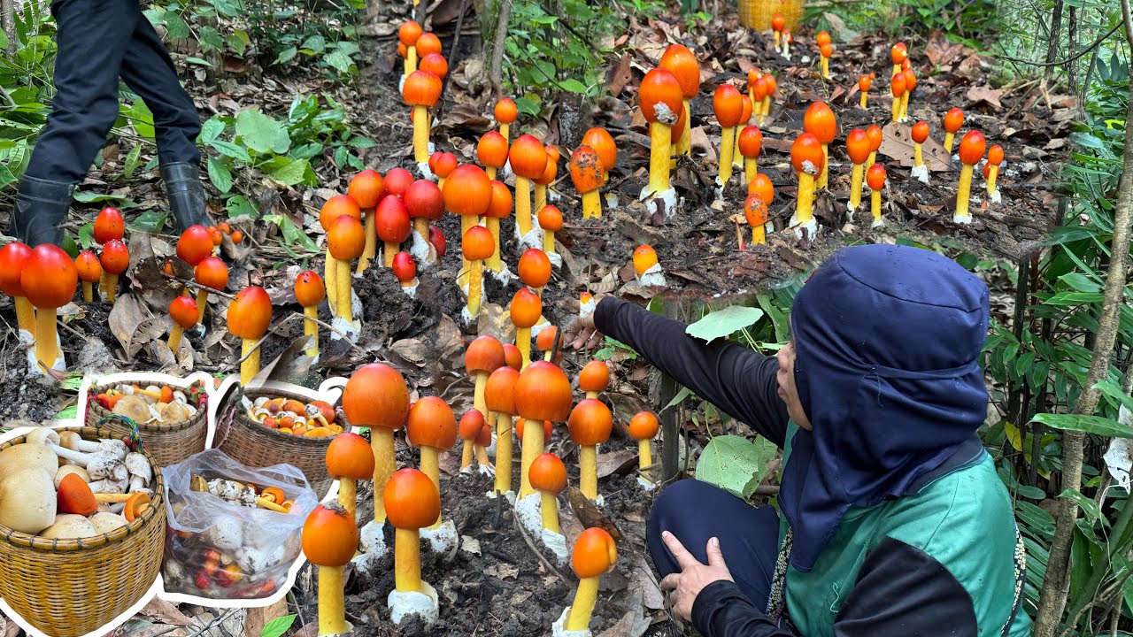 เข้าป่าสูงเจอเห็ดละโงกความอลังการที่ไม่เคยเจอมาก่อน หมู่ใหญ่โครตรอัศจรรย์ธรรมชาติสันสร้าง 6/6/68