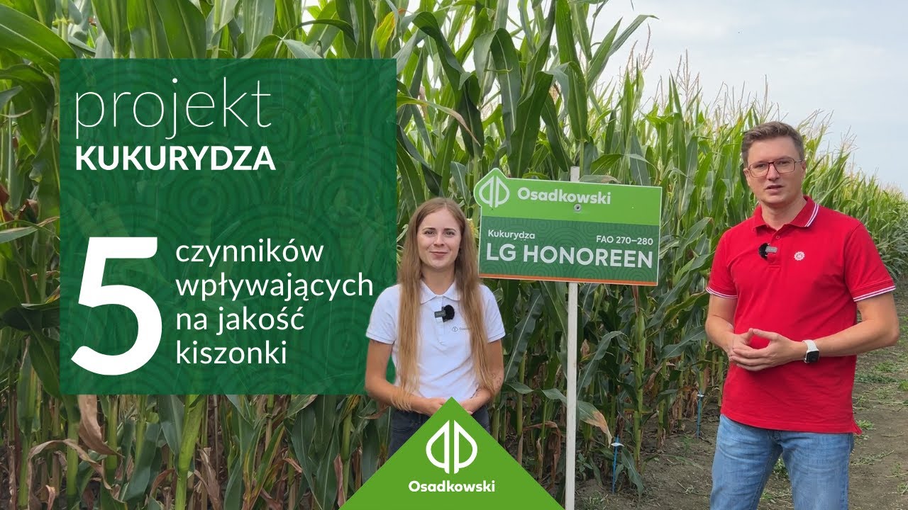 Kiszonka z kukurydzy - 5 najważniejszych czynnik&oacute;w wpływających na jakość kiszonki