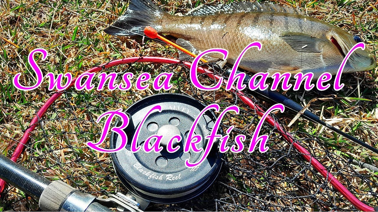 Blackfish in Swansea Channel