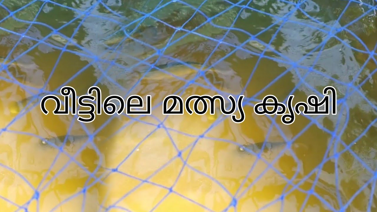 വീട്ടിലെ മത്സ്യ കൃഷി  / Fish Farming at Home / Fish Farming Malayalam / meen valarthal