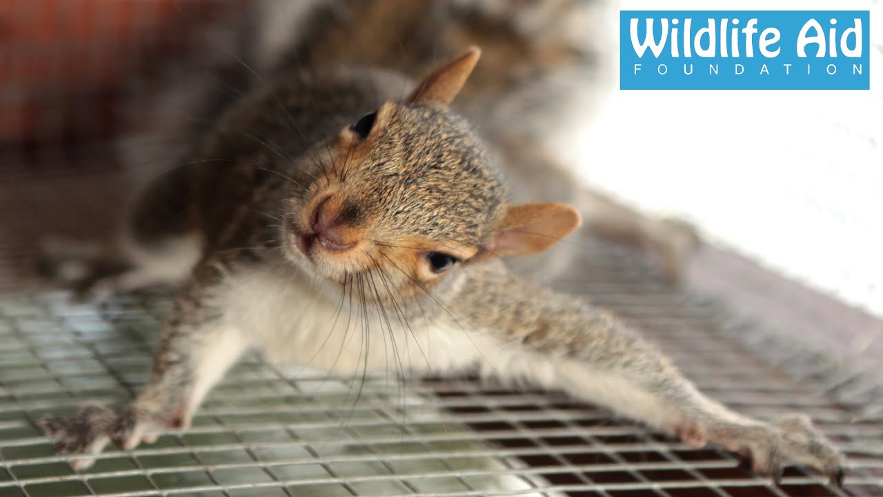Squirrel stuck in a car grill after crash