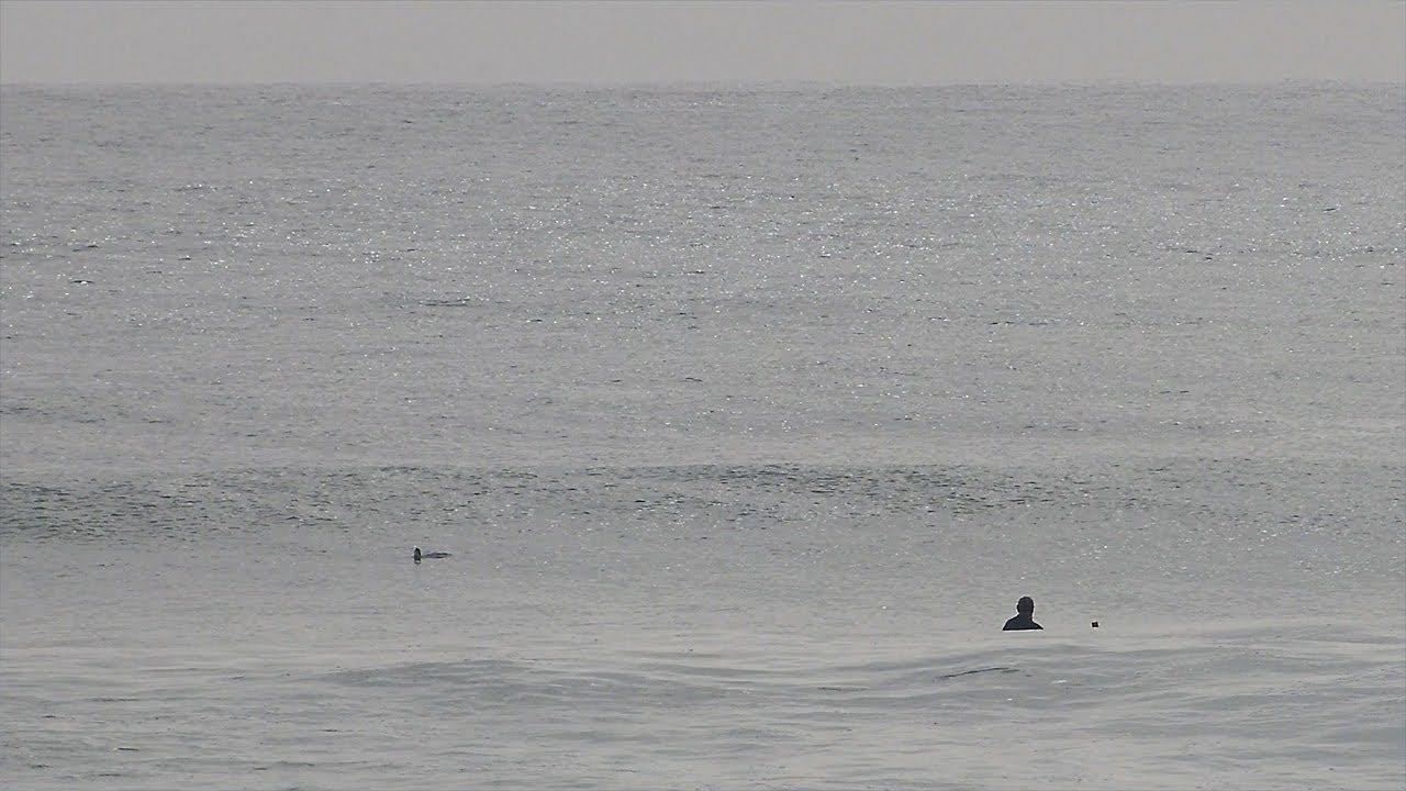 Today's Surf - Friday 23rd January 2026 - Saw a TURTLE out there today!