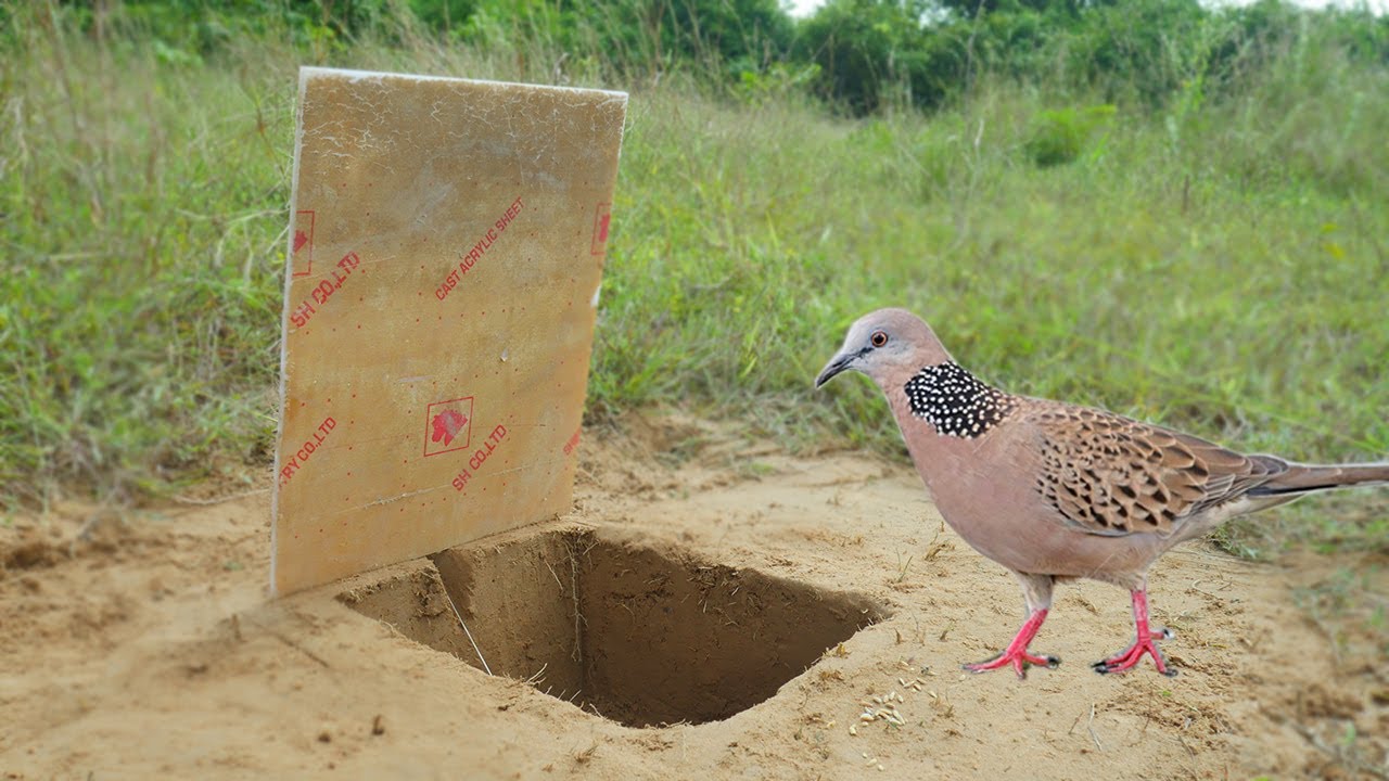 Best Quick Bird Trap Using Plaster Ceiling & Deep Hole - How To Make Bird Trap