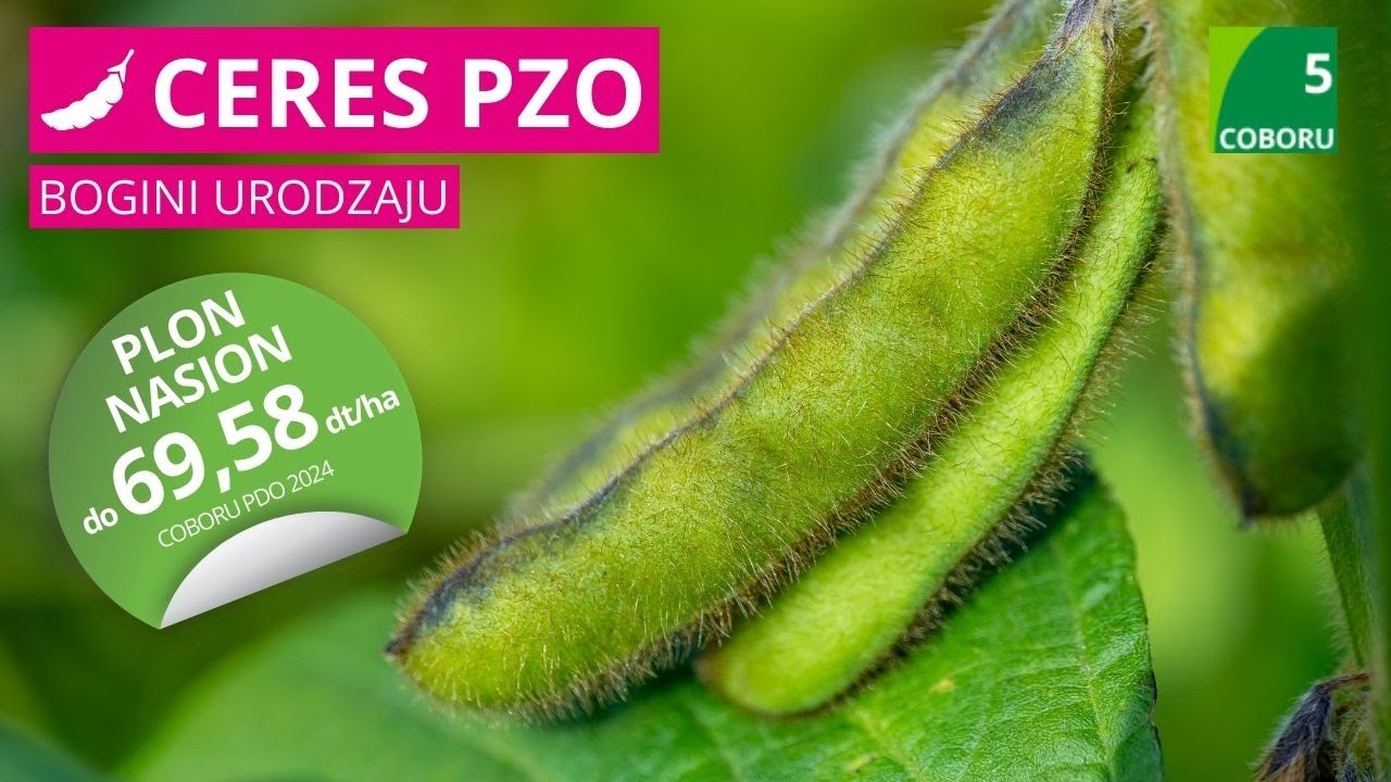 Soja Ceres PZO 🌱 wczesność COBORU: 5