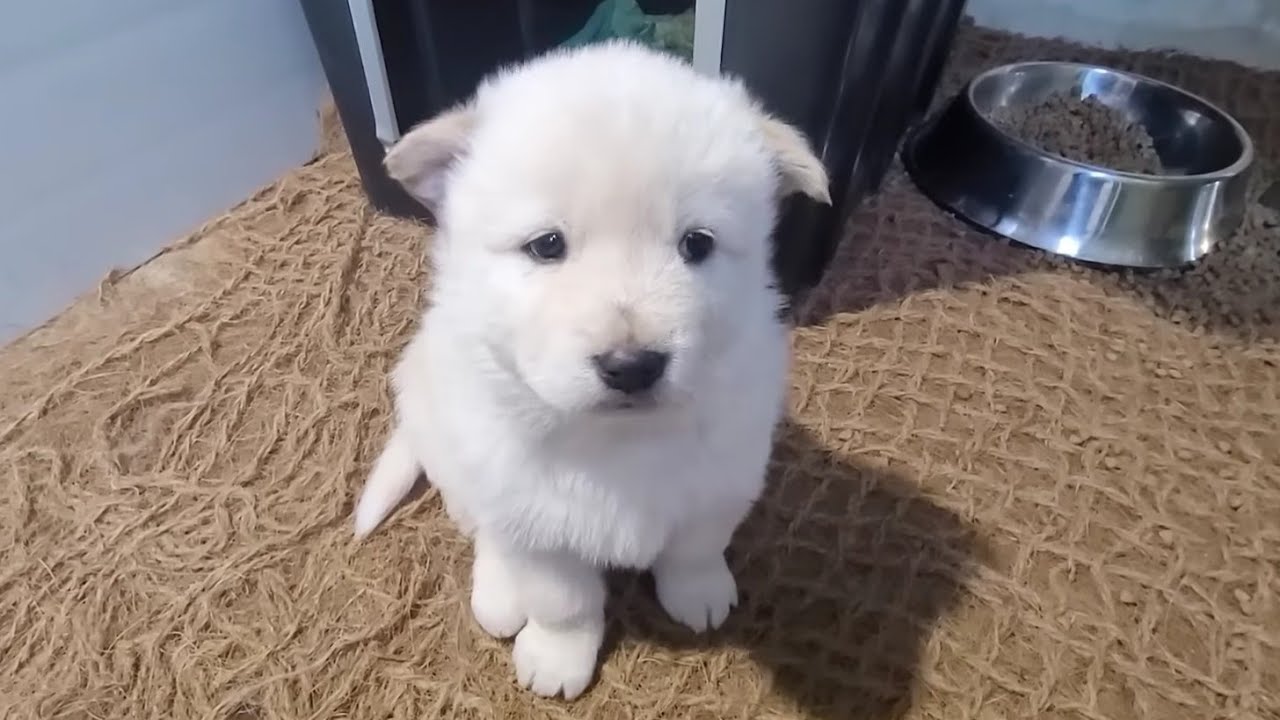큰 세둥이 녀석들의 저녁식사는 생 육식으로 준비해서 먹였습니다.