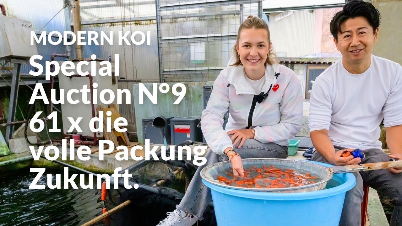 Alle Koi der Special Auction No. 9 im Detail erklärt | Konishi Koi News
