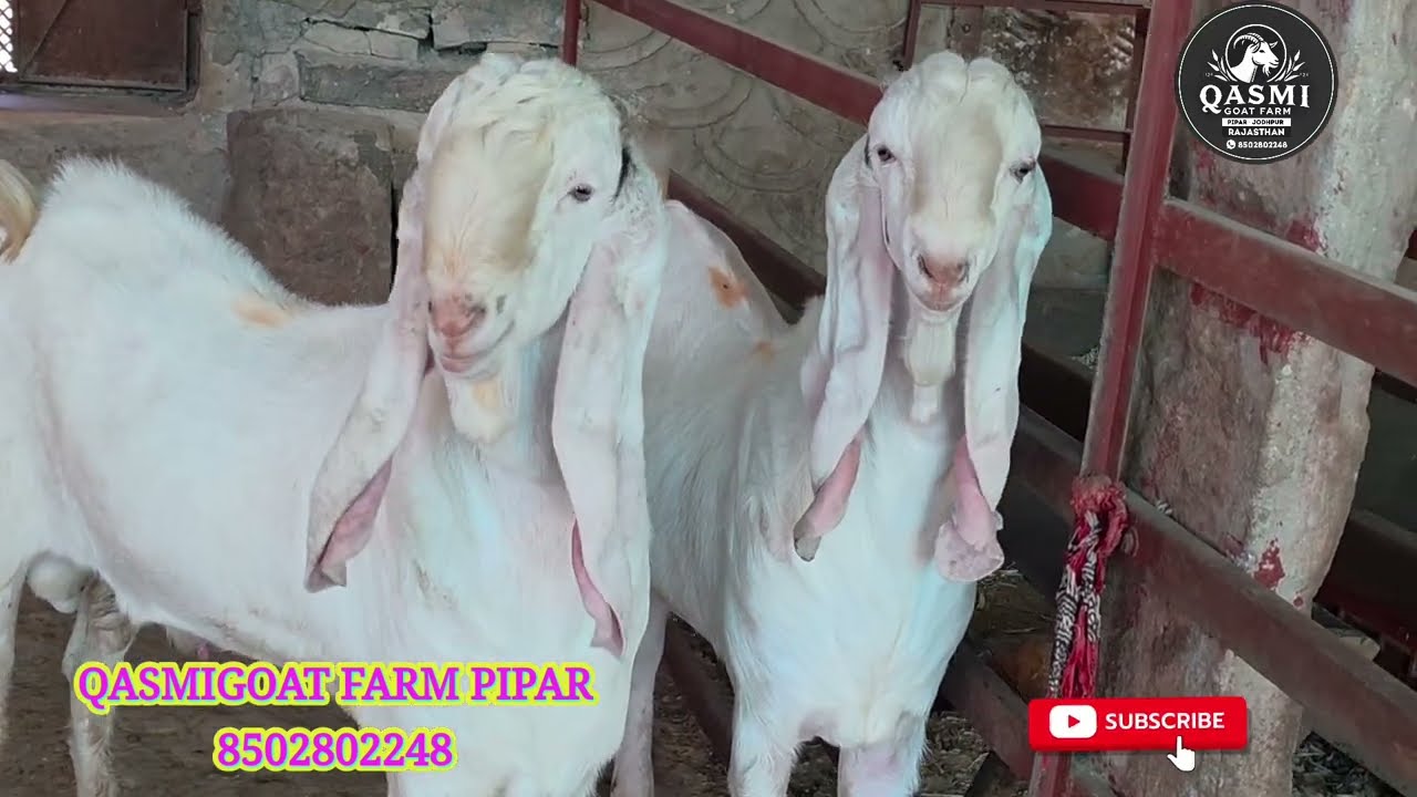 #top quality sojat gulabi bache #ful pnch me andul #Qasmi goat farm ke nagine #Qasmi bhai #breder